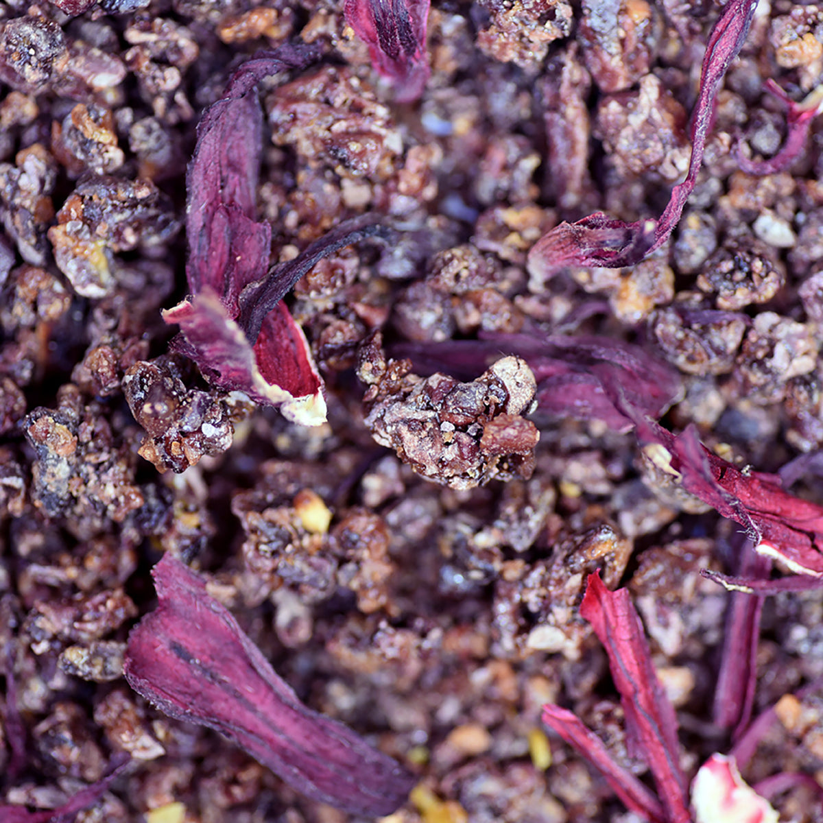 Grué de cacao au groseille